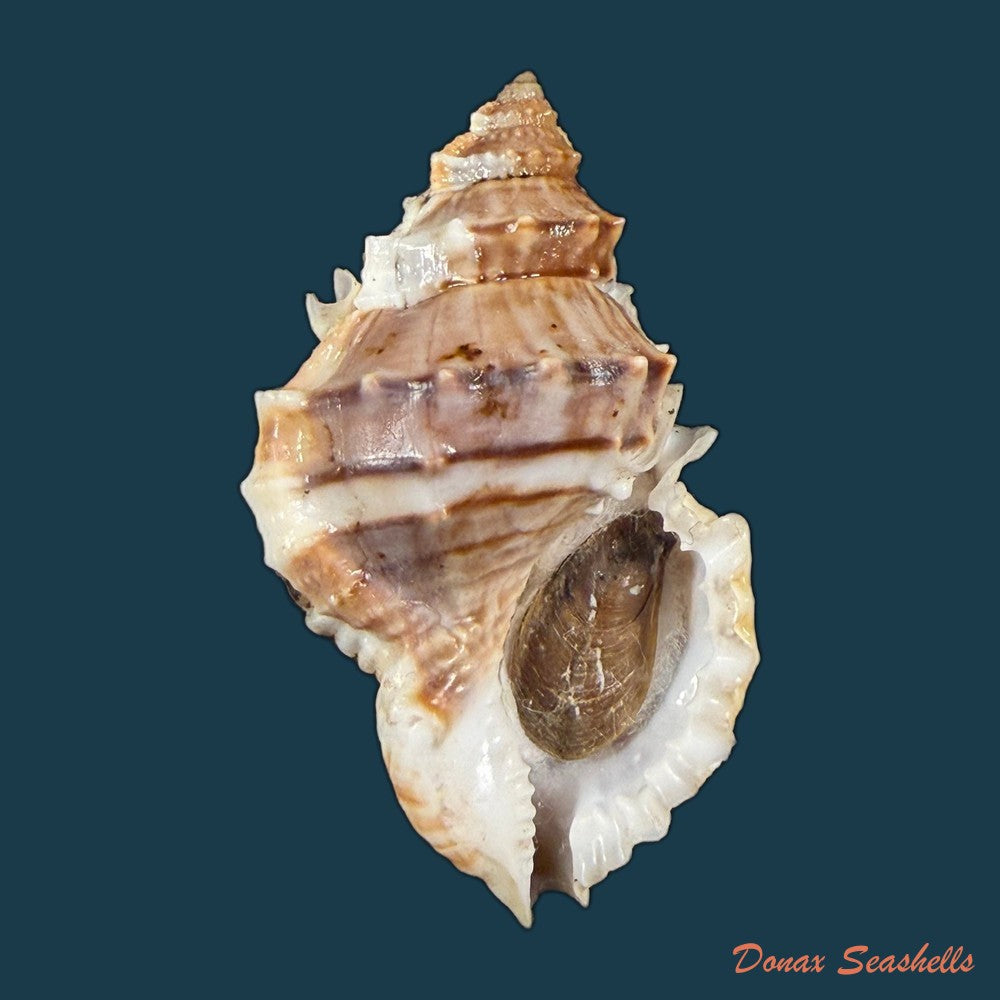 marsupina-nana-broderip-g-b-sowerby-i-1829-50-7mm-copia-1