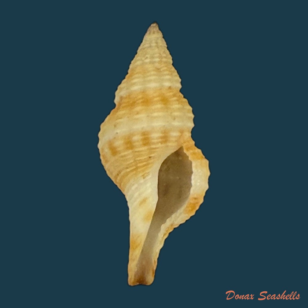 marsupina-nana-broderip-g-b-sowerby-i-1829-50-7mm-copia