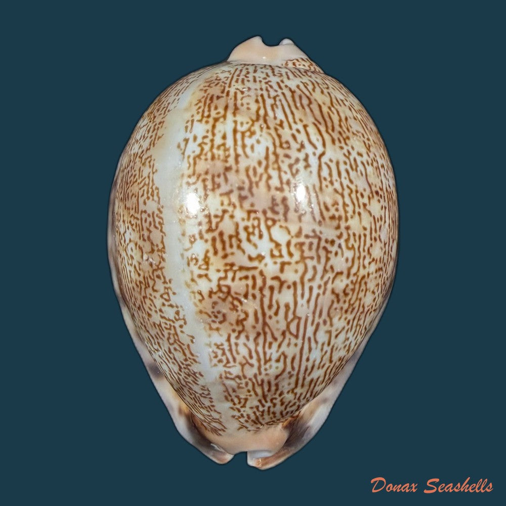 mauritia-arabica-asiatica-schilder-schilder-1939-66-4mm-copia-1
