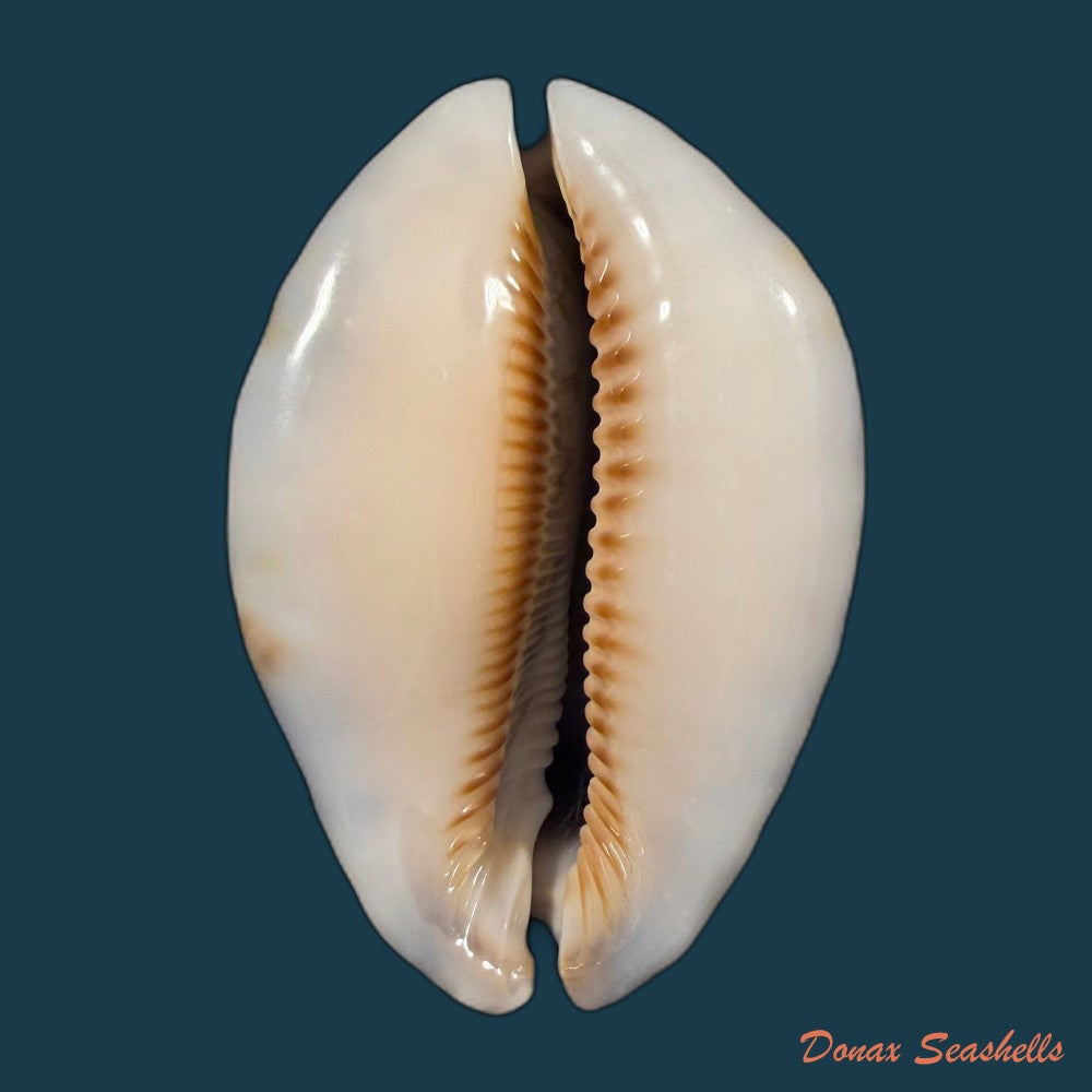 mauritia-arabica-asiatica-schilder-schilder-1939-66-4mm-copia-1