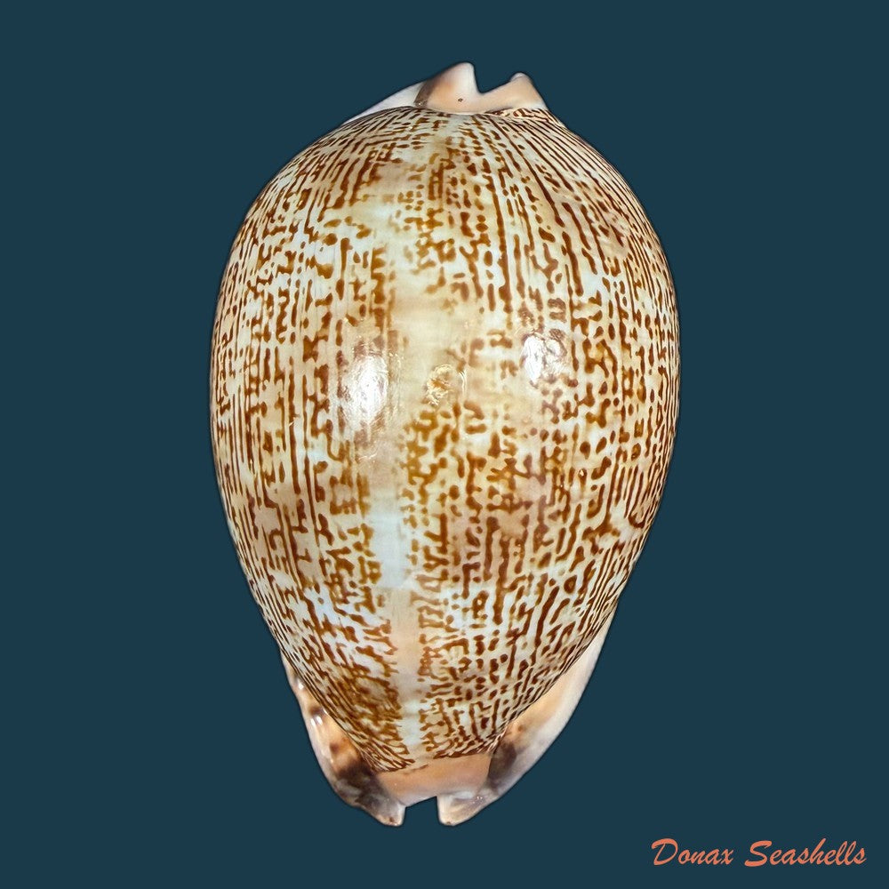 mauritia-arabica-asiatica-schilder-schilder-1939-66-4mm-copia-2