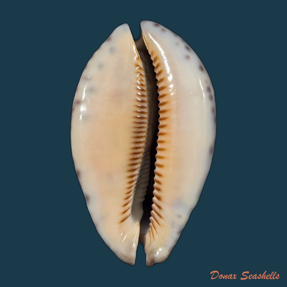 mauritia-arabica-asiatica-schilder-schilder-1939-66-4mm-copia-2
