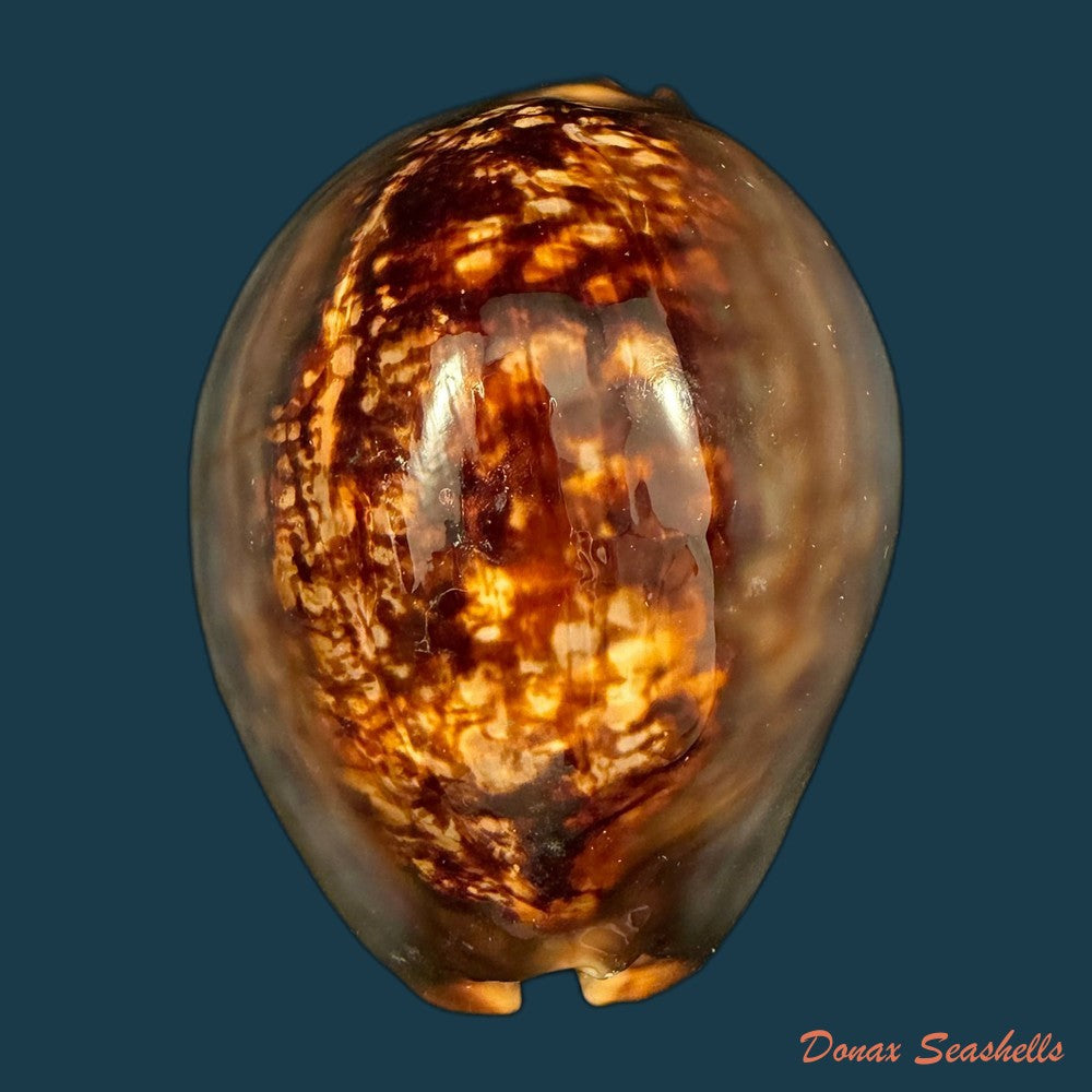 mauritia-arabica-asiatica-schilder-schilder-1939-66-4mm-copia