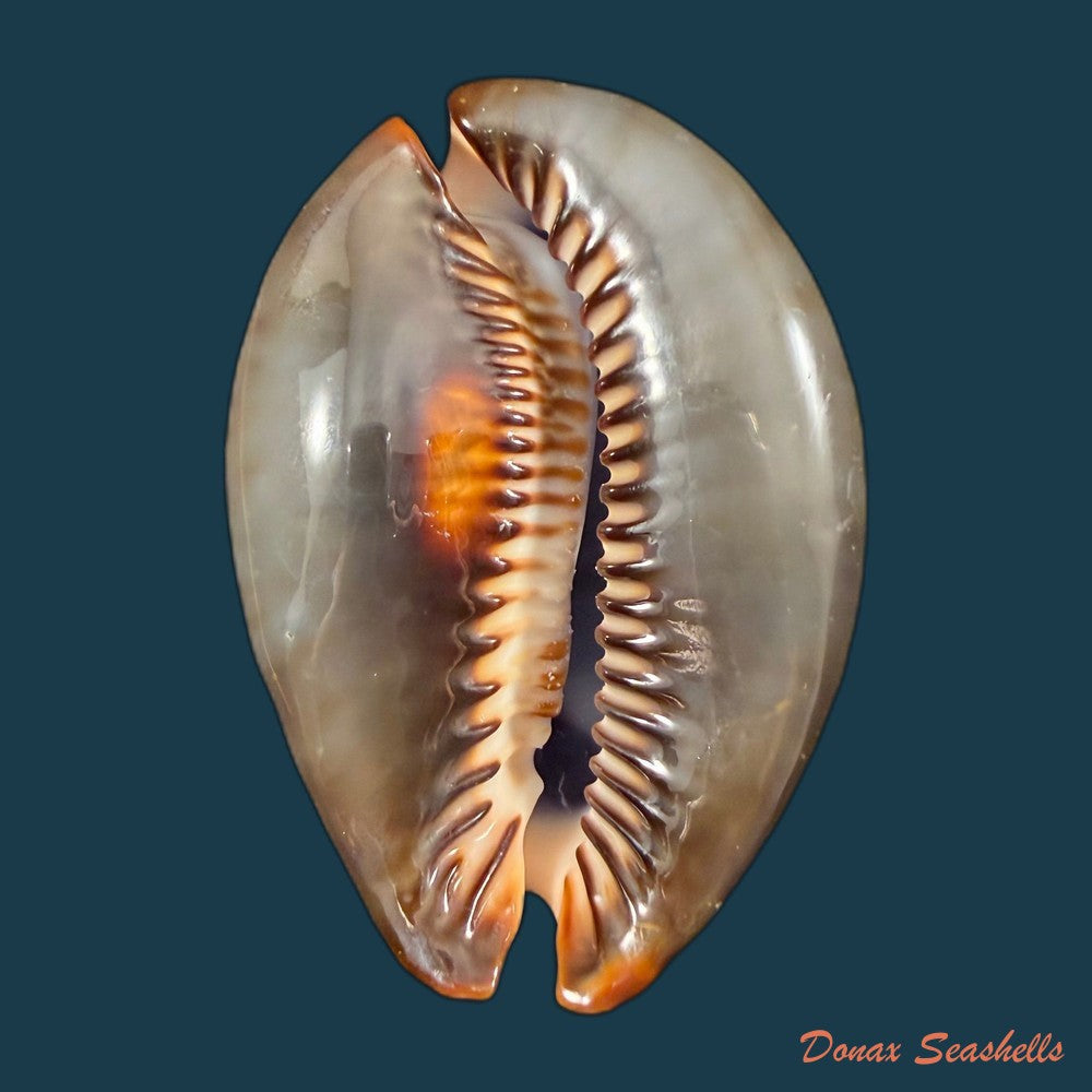 mauritia-arabica-asiatica-schilder-schilder-1939-66-4mm-copia