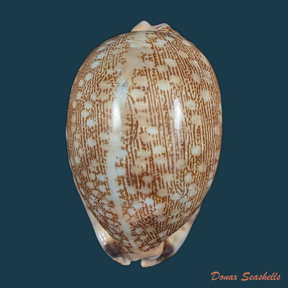 mauritia-arabica-asiatica-schilder-schilder-1939-66mm-copia