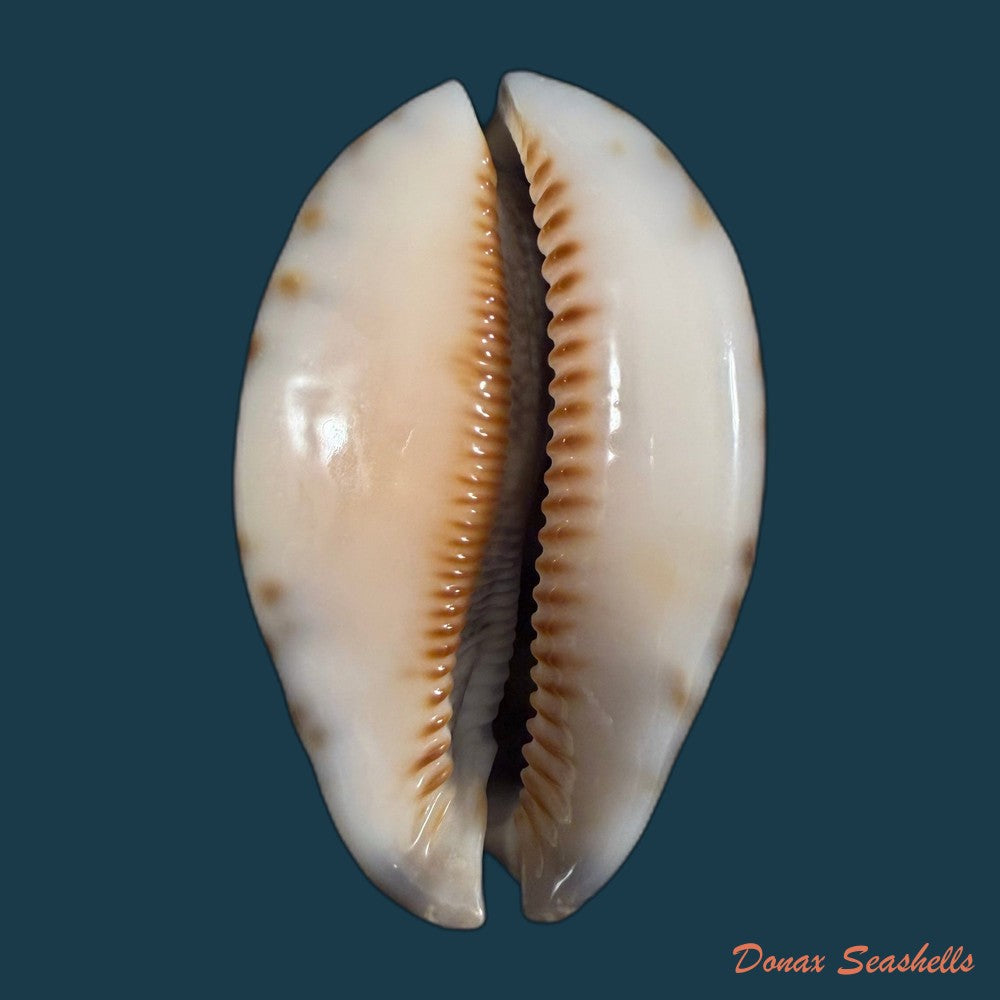 mauritia-arabica-asiatica-schilder-schilder-1939-66mm-copia