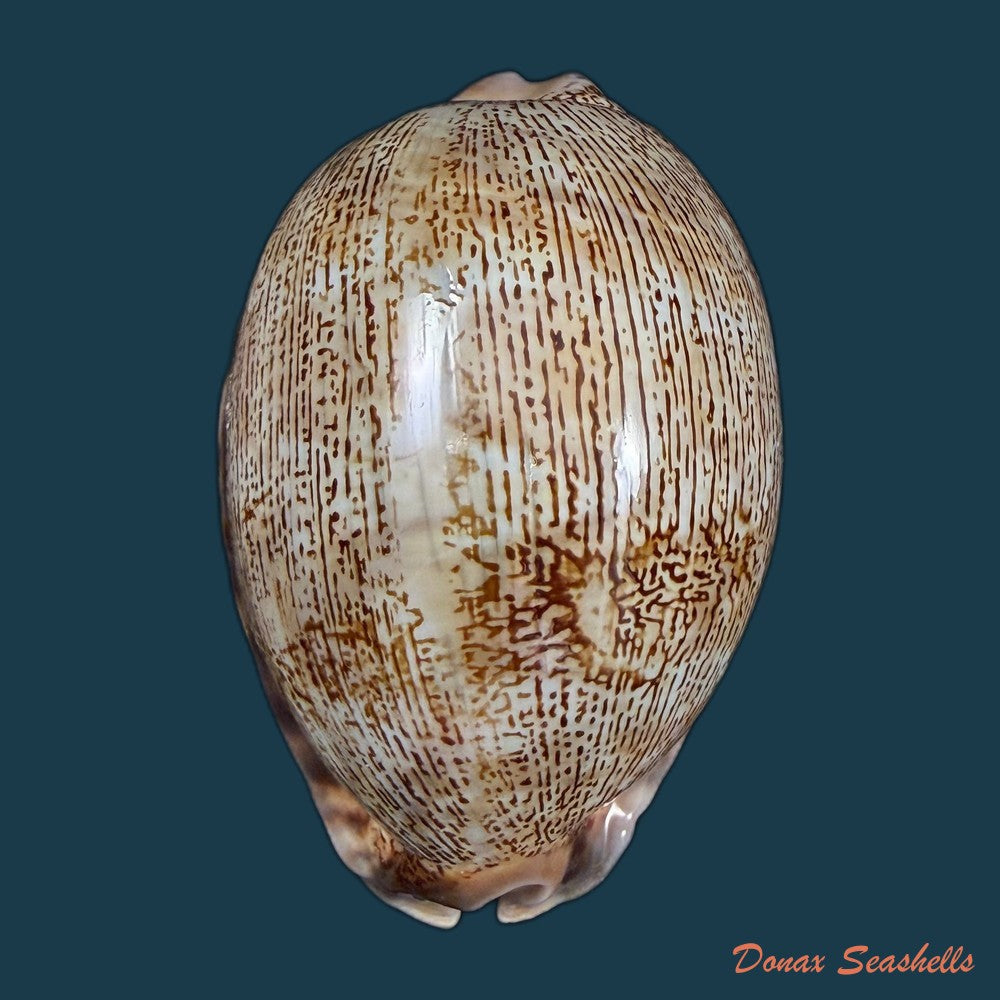 mauritia-arabica-asiatica-schilder-schilder-1939-68-3mm-copia-1