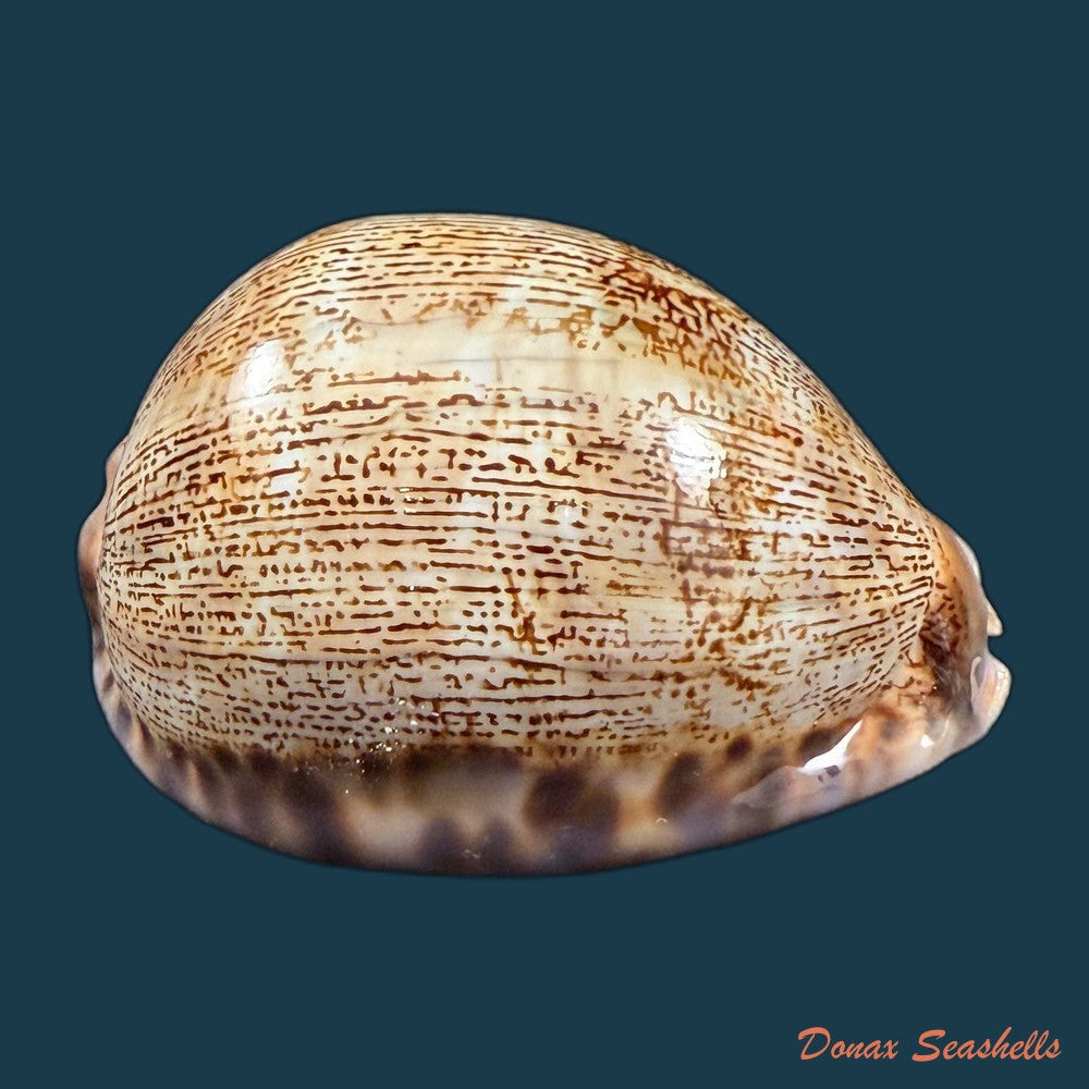 mauritia-arabica-asiatica-schilder-schilder-1939-68-3mm-copia-1