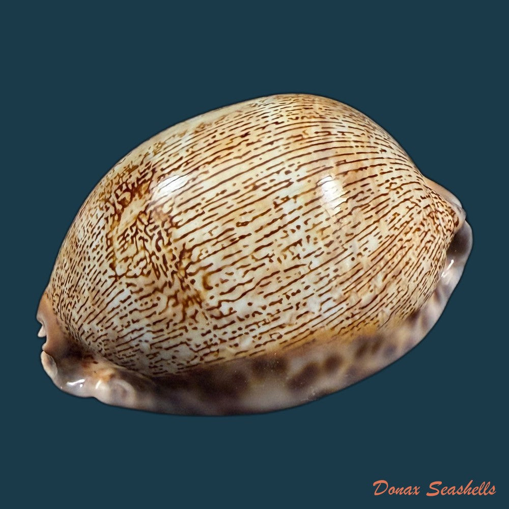 mauritia-arabica-asiatica-schilder-schilder-1939-68-3mm-copia-1