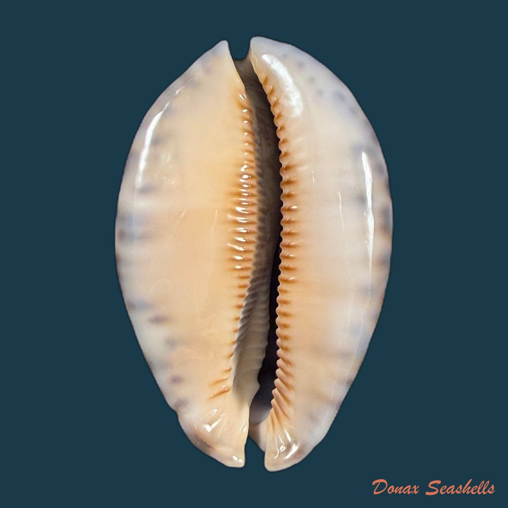 mauritia-arabica-asiatica-schilder-schilder-1939-68-3mm-copia-1