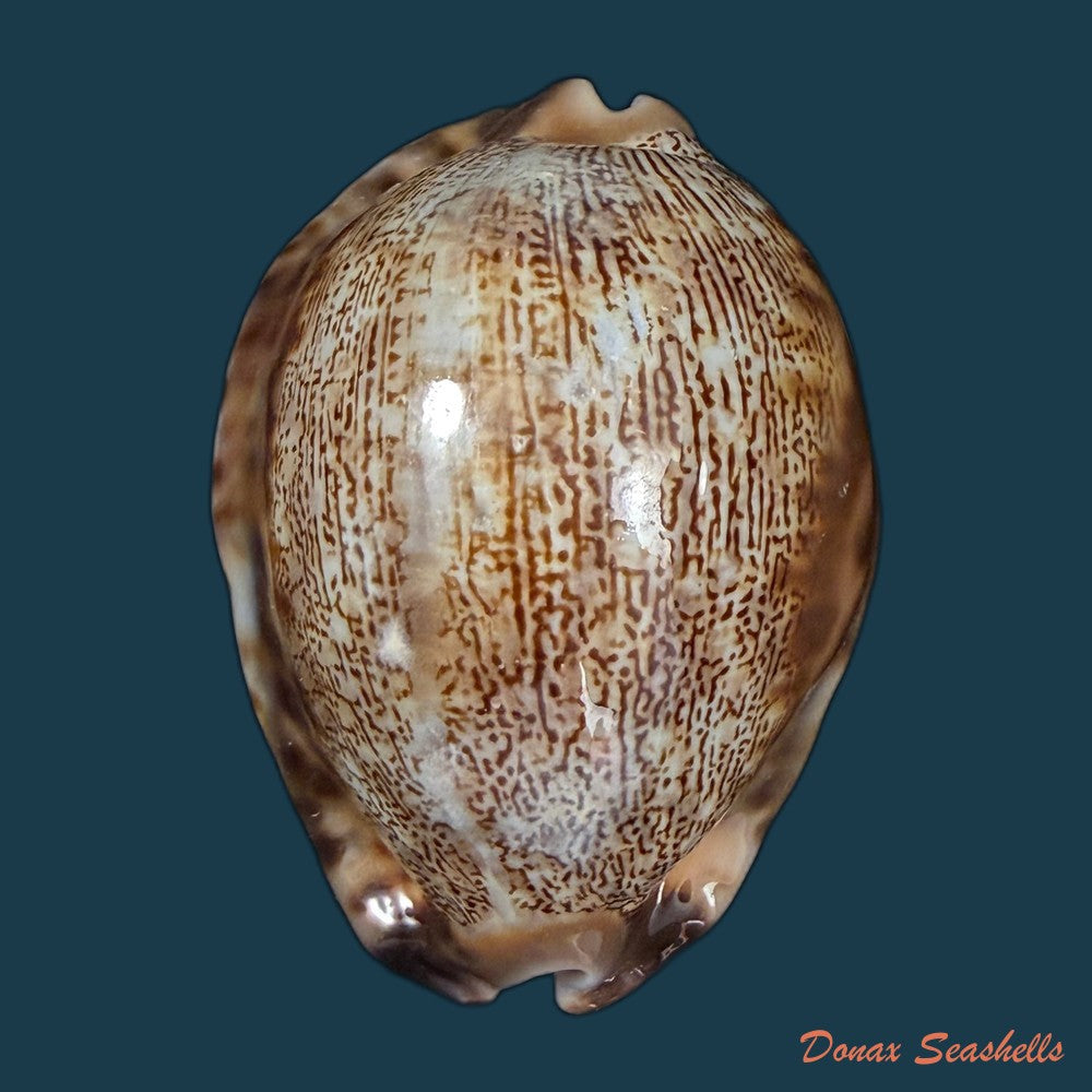 mauritia-arabica-asiatica-schilder-schilder-1939-68-3mm-copia