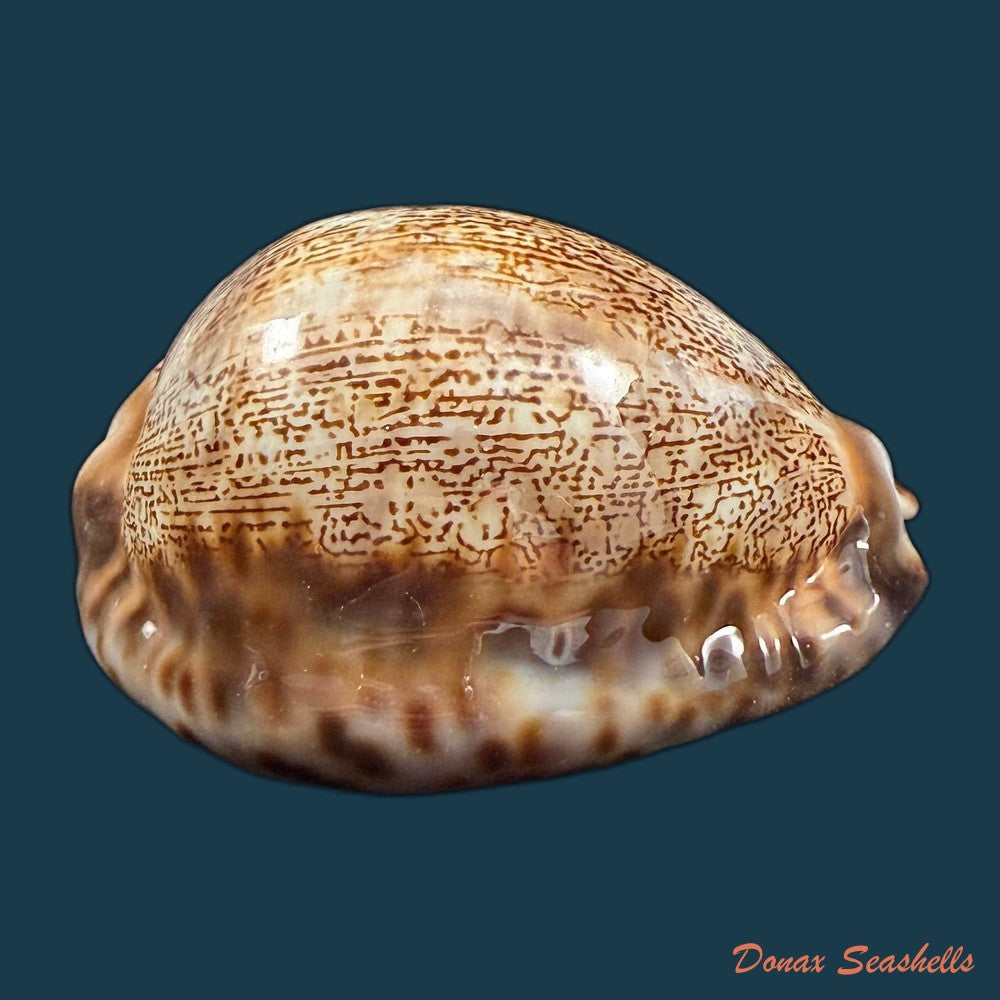 mauritia-arabica-asiatica-schilder-schilder-1939-68-3mm-copia