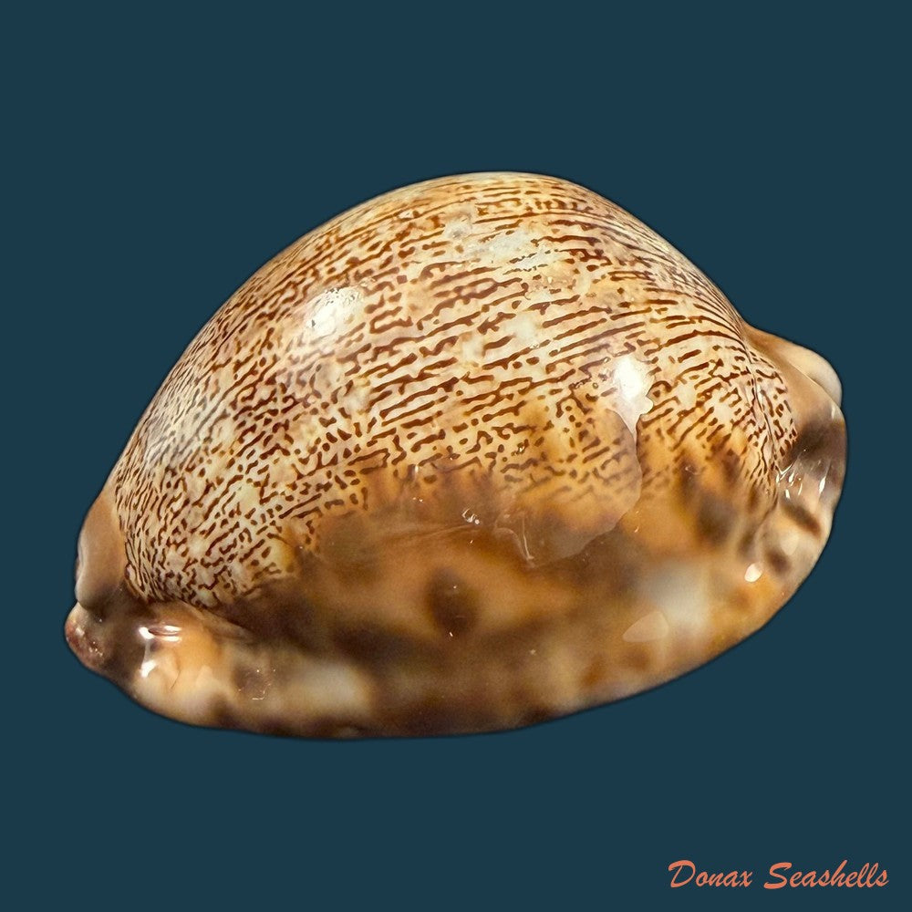 mauritia-arabica-asiatica-schilder-schilder-1939-68-3mm-copia
