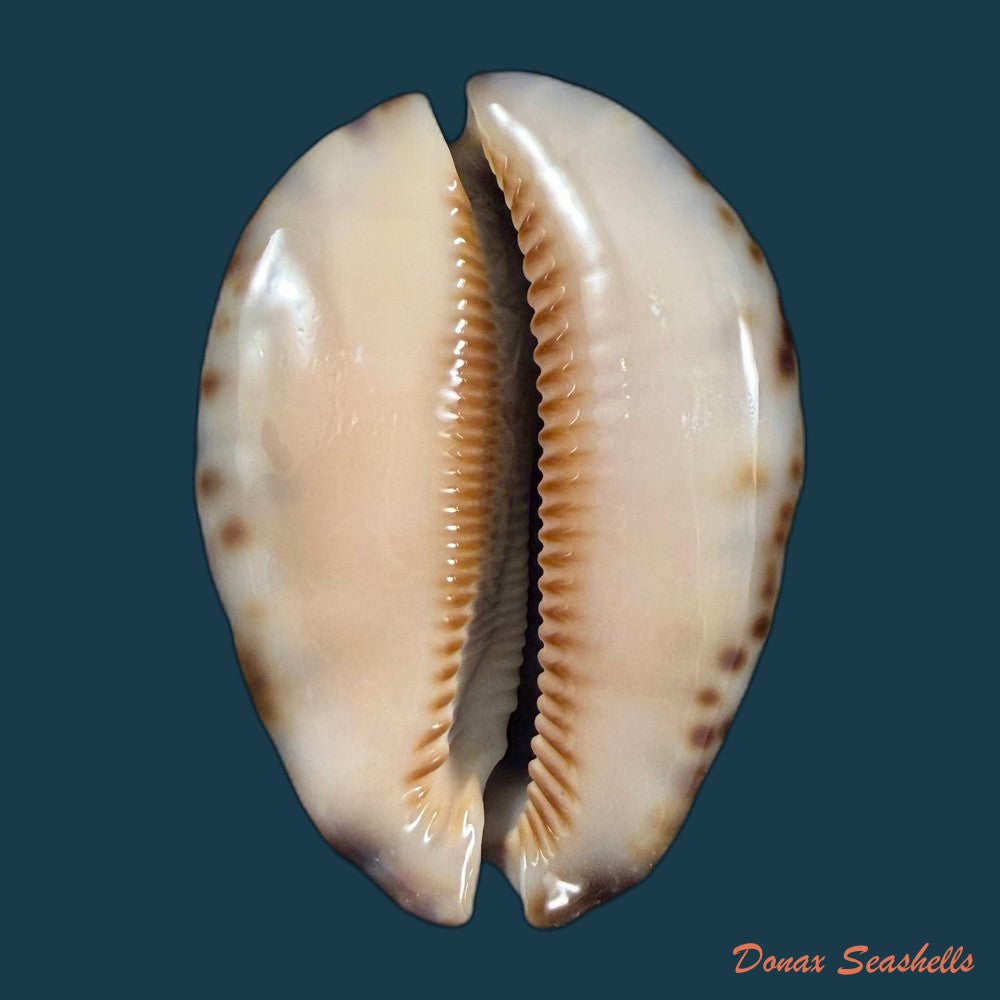mauritia-arabica-asiatica-schilder-schilder-1939-68-3mm-copia