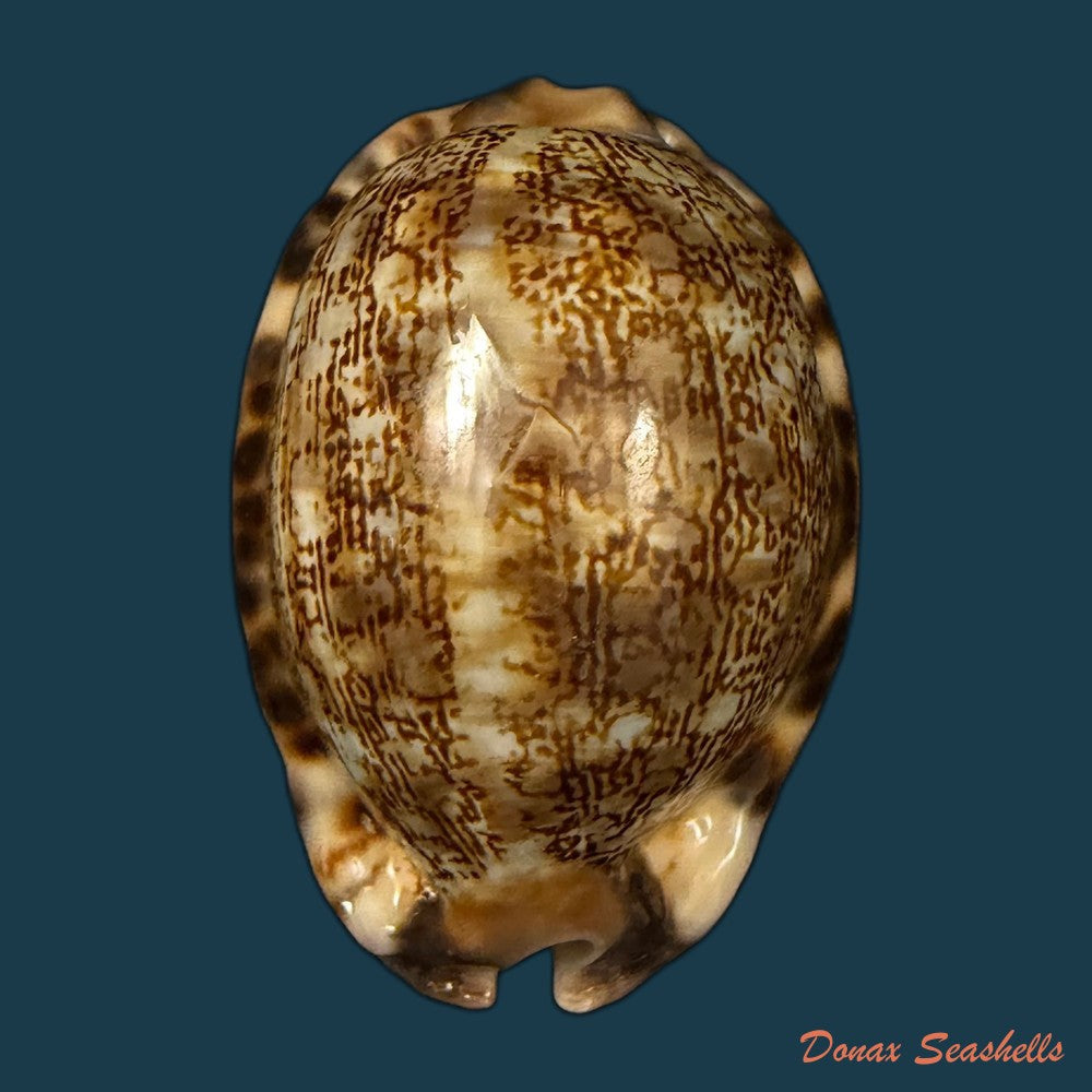 mauritia-gibba-vandammei-erdmann-2021-65-2mm-copia