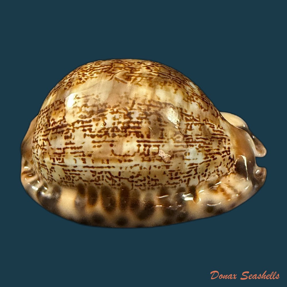 mauritia-gibba-vandammei-erdmann-2021-65-2mm-copia