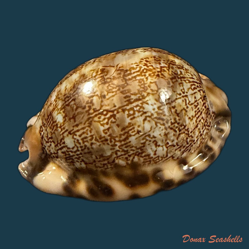 mauritia-gibba-vandammei-erdmann-2021-65-2mm-copia