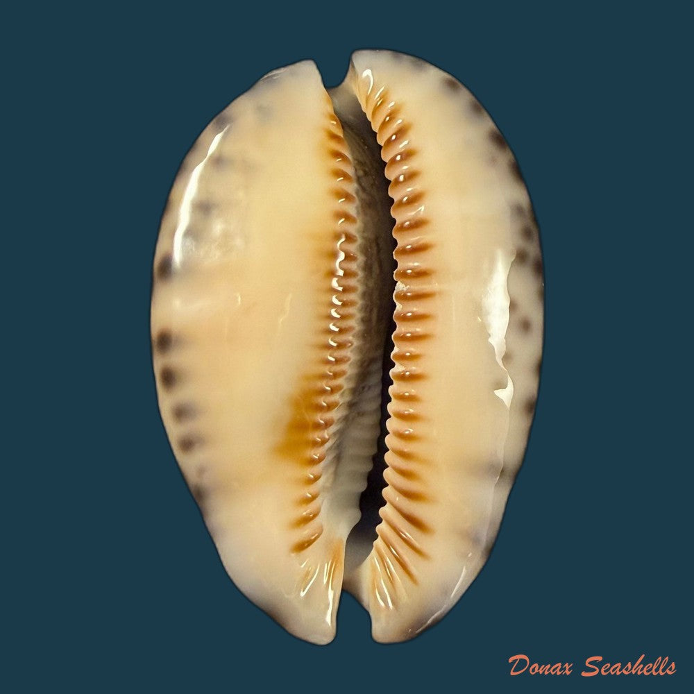 mauritia-gibba-vandammei-erdmann-2021-65-2mm-copia