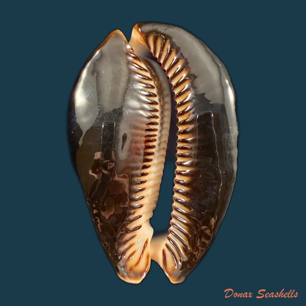 mauritia-mauritiana-linnaeus-1758-88-6mm-copia