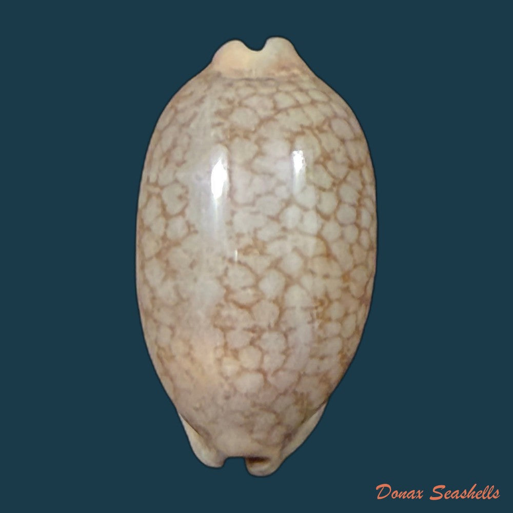 mauritia-scurra-indica-gmelin-1791-copia