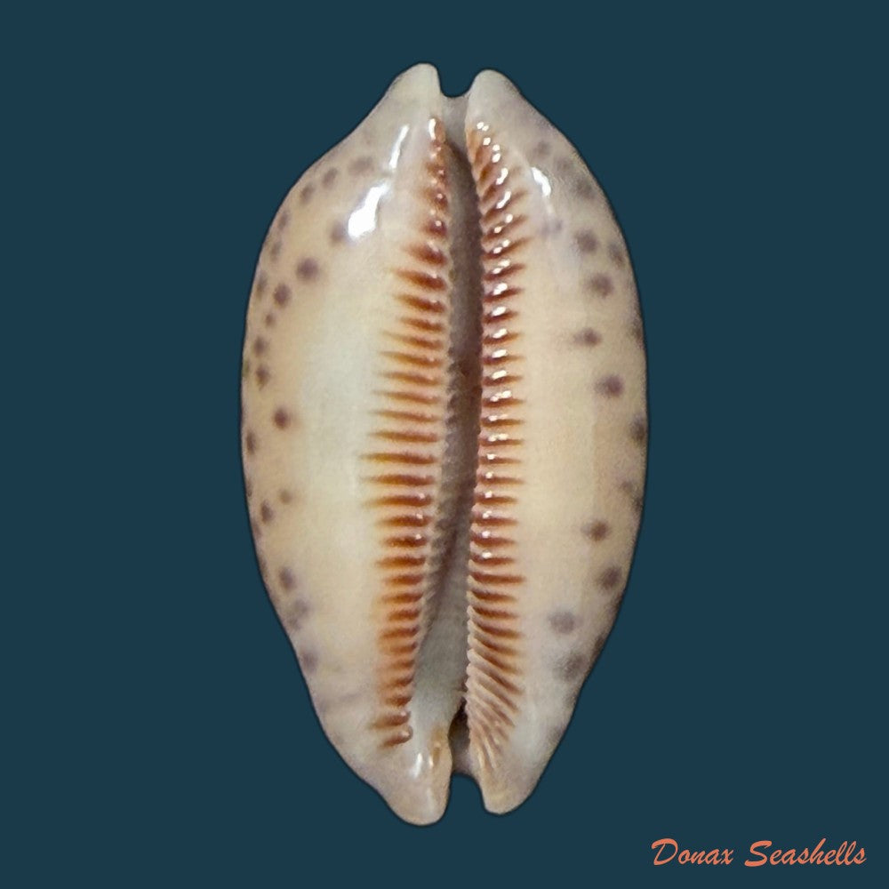 mauritia-scurra-indica-gmelin-1791-copia