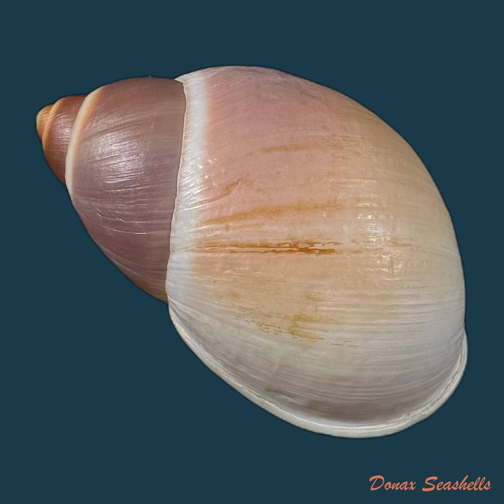megalobulimus-albus-bland-w-g-binney-1872-101-7mm-copia