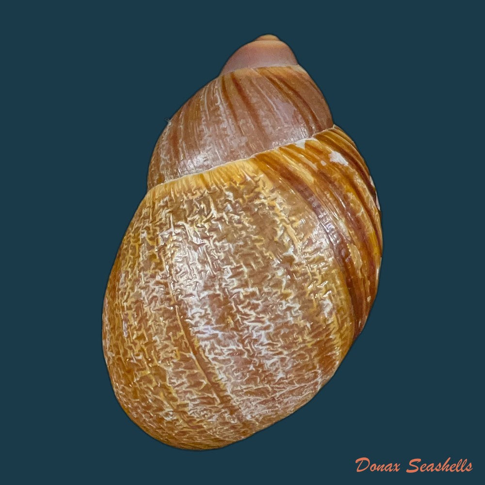 megalobulimus-gummatus-hidalgo-1870-100-5mm-copia