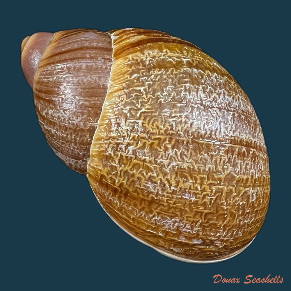 megalobulimus-gummatus-hidalgo-1870-100-5mm-copia