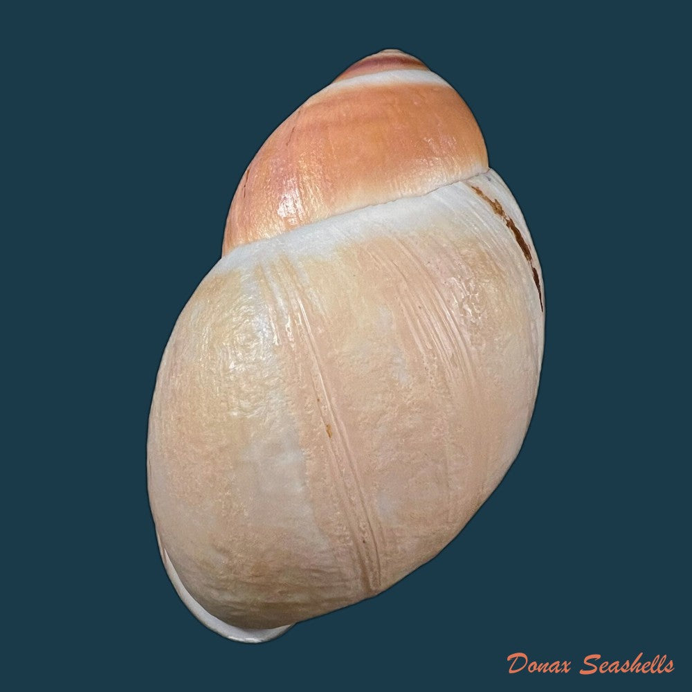 megalobulimus-gummatus-hidalgo-1870-100-6mm-copia