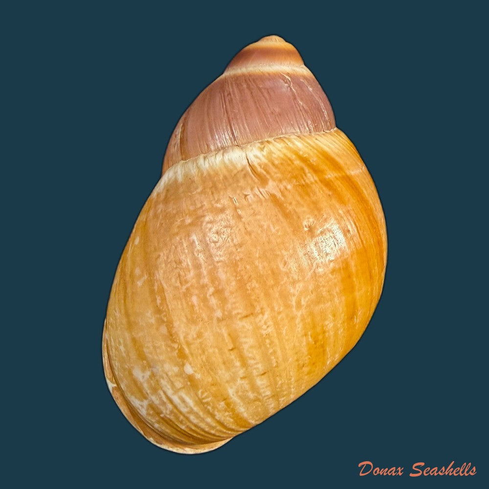 megalobulimus-mauricius-falconieri-1996-79-3mm-copia