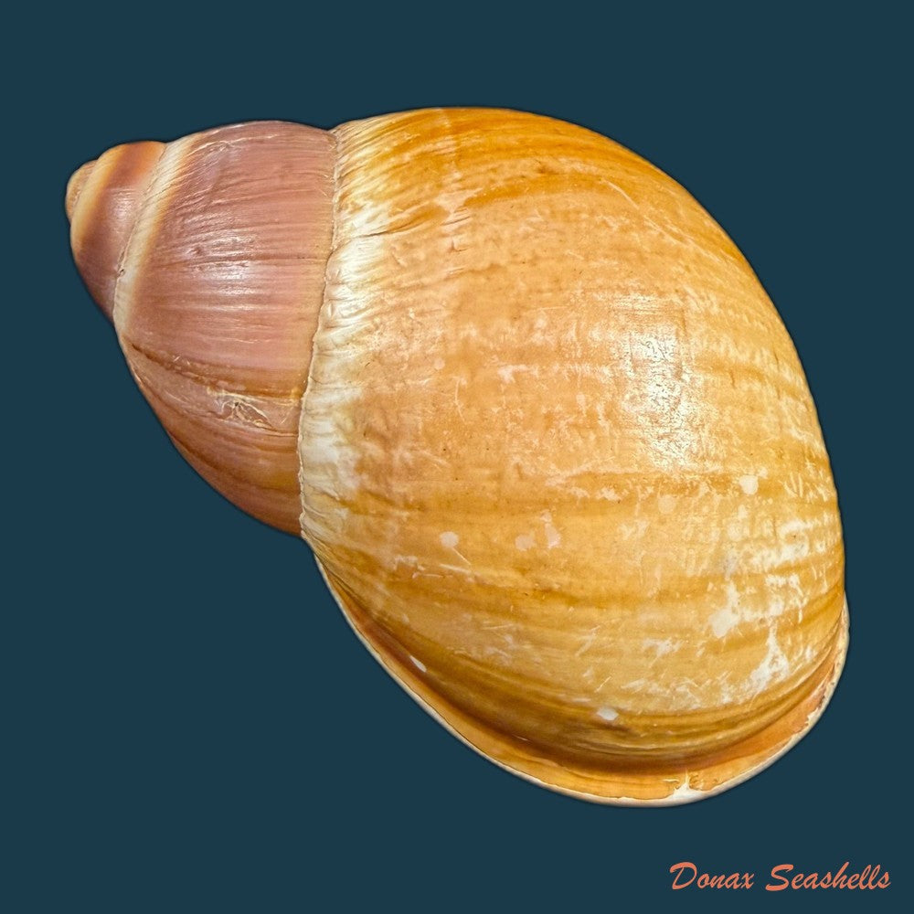 megalobulimus-mauricius-falconieri-1996-79-3mm-copia