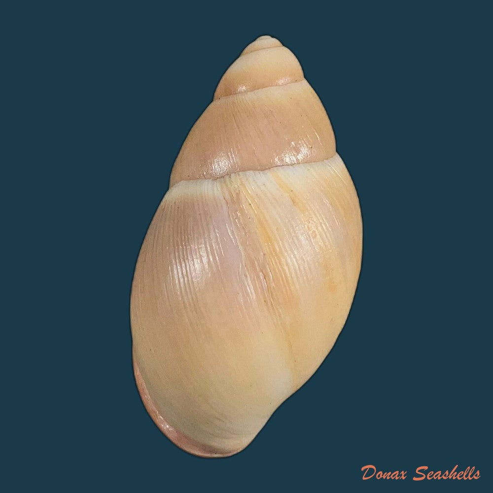 megalobulimus-musculus-bequaert-1948-68-4mm-copia