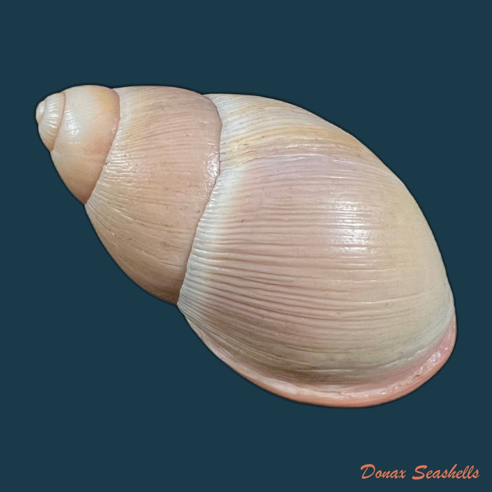 megalobulimus-musculus-bequaert-1948-68-4mm-copia
