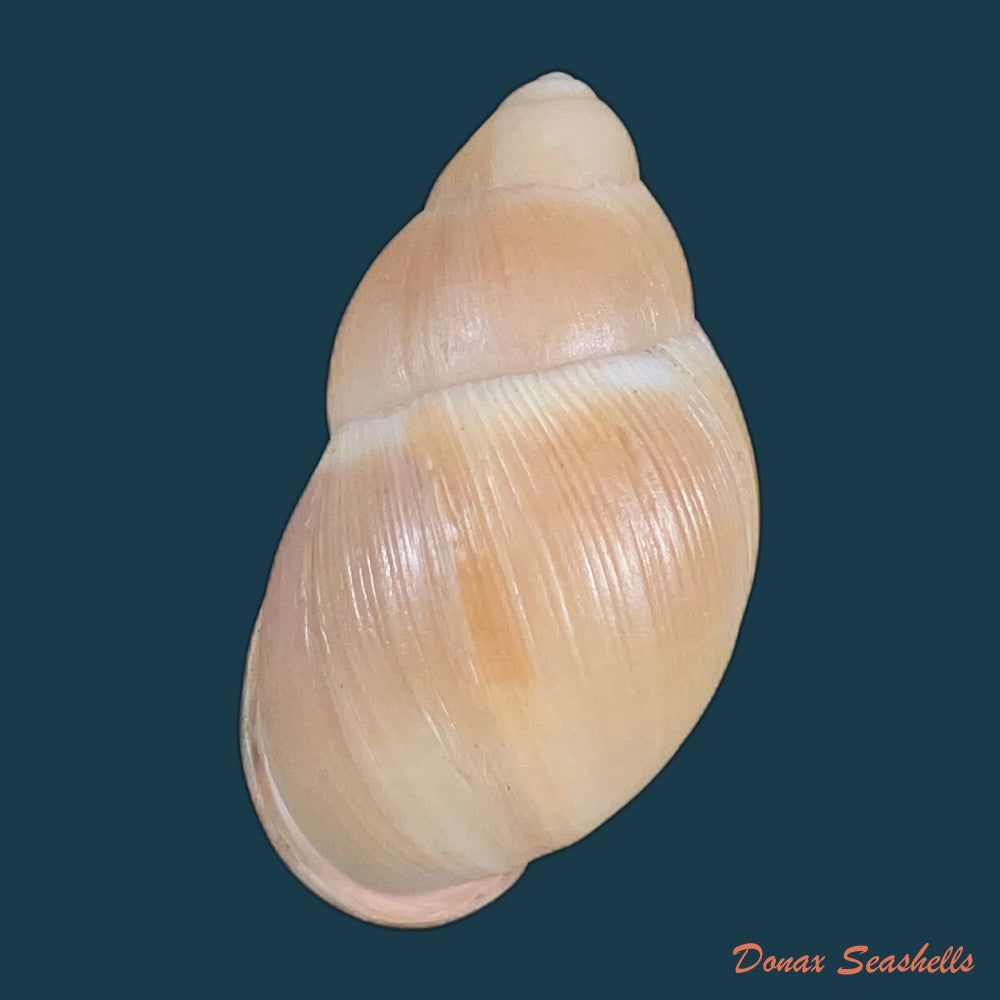 megalobulimus-musculus-bequaert-1948-69-8mm-copia