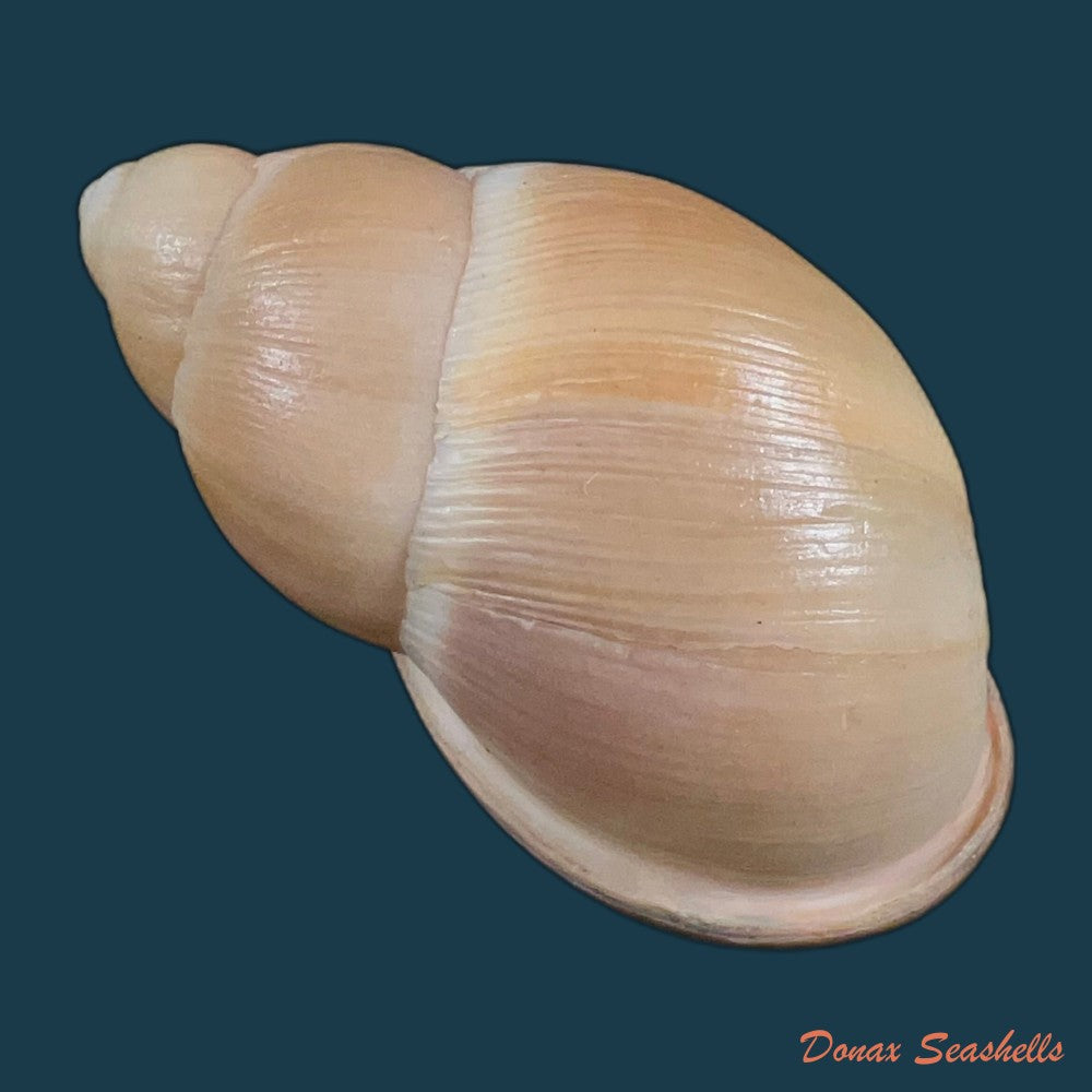 megalobulimus-musculus-bequaert-1948-69-8mm-copia