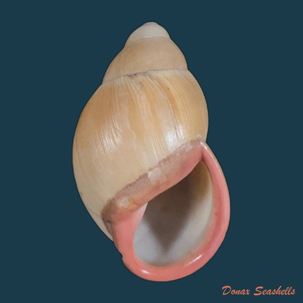 megalobulimus-musculus-bequaert-1948-69-8mm-copia