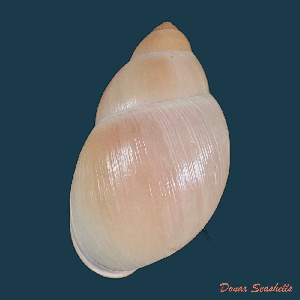 megalobulimus-oblongus-o-f-muller-1774-100-7mm-copia