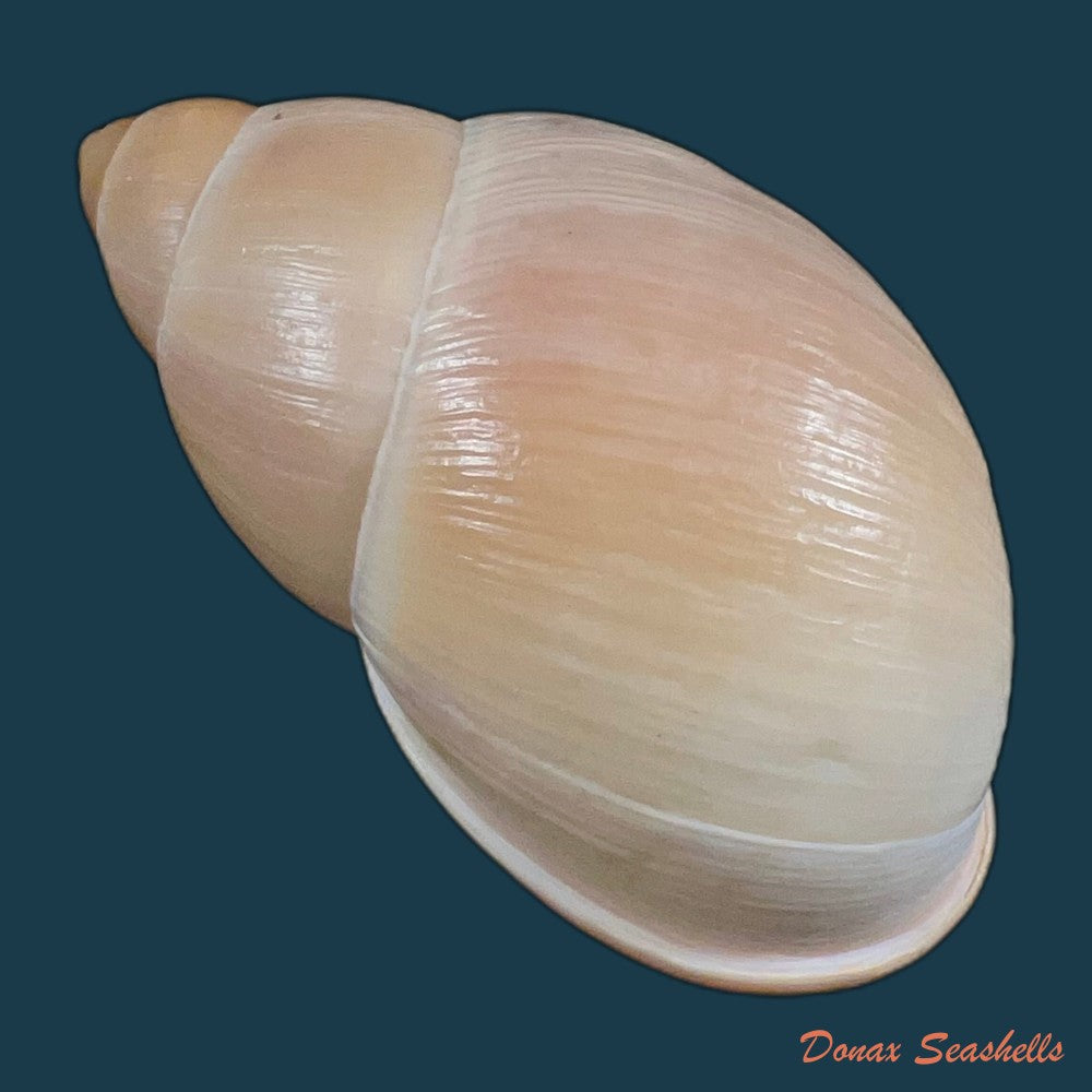 megalobulimus-oblongus-o-f-muller-1774-100-7mm-copia