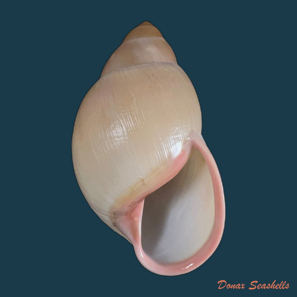 megalobulimus-oblongus-o-f-muller-1774-100-7mm-copia