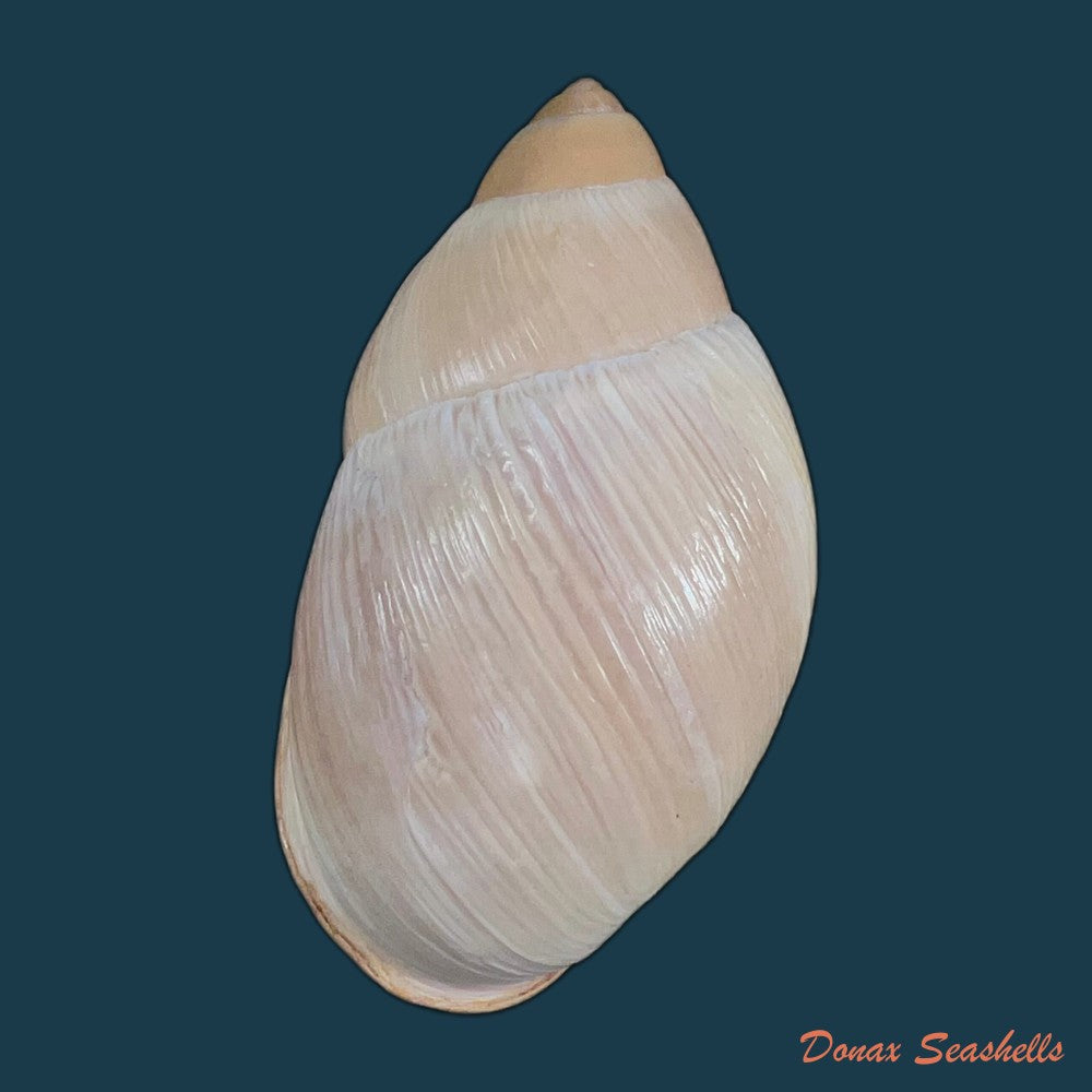 megalobulimus-oblongus-o-f-muller-1774-95-5mm-copia