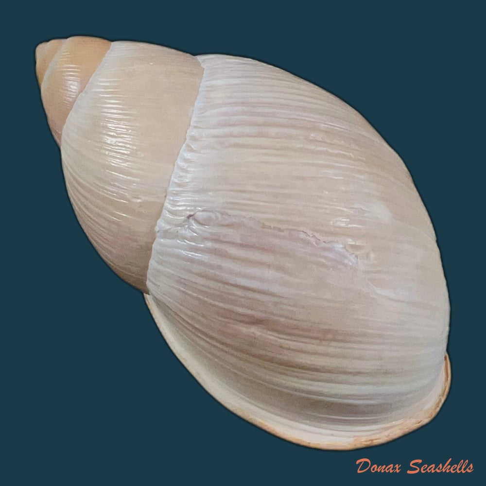 megalobulimus-oblongus-o-f-muller-1774-95-5mm-copia