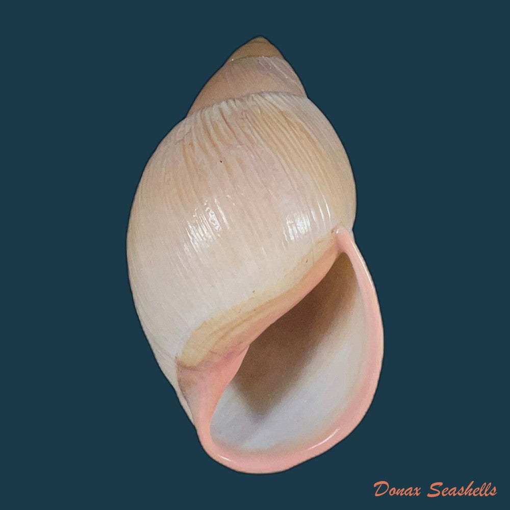 megalobulimus-oblongus-o-f-muller-1774-95-5mm-copia