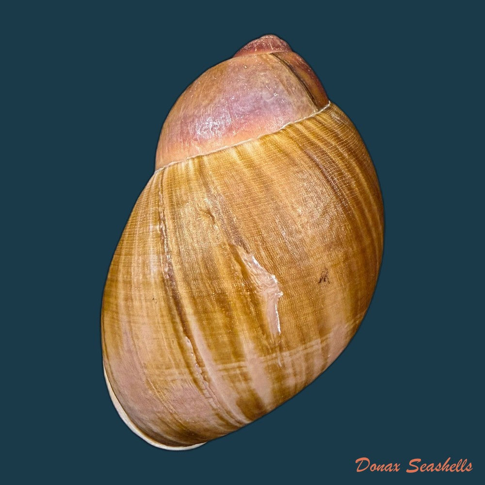 megalobulimus-parafragilior-leme-indrusiak-1990-80-3mm-copia