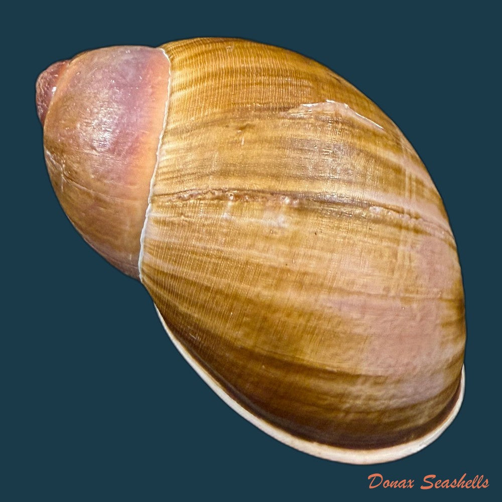 megalobulimus-parafragilior-leme-indrusiak-1990-80-3mm-copia