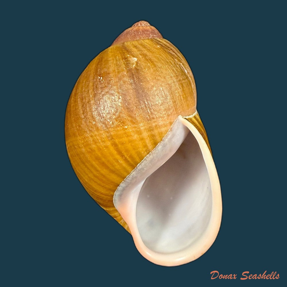 megalobulimus-parafragilior-leme-indrusiak-1990-80-3mm-copia