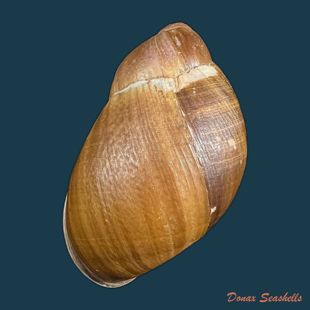 megalobulimus-parafragilior-leme-indrusiak-1990-81-2mm-copia