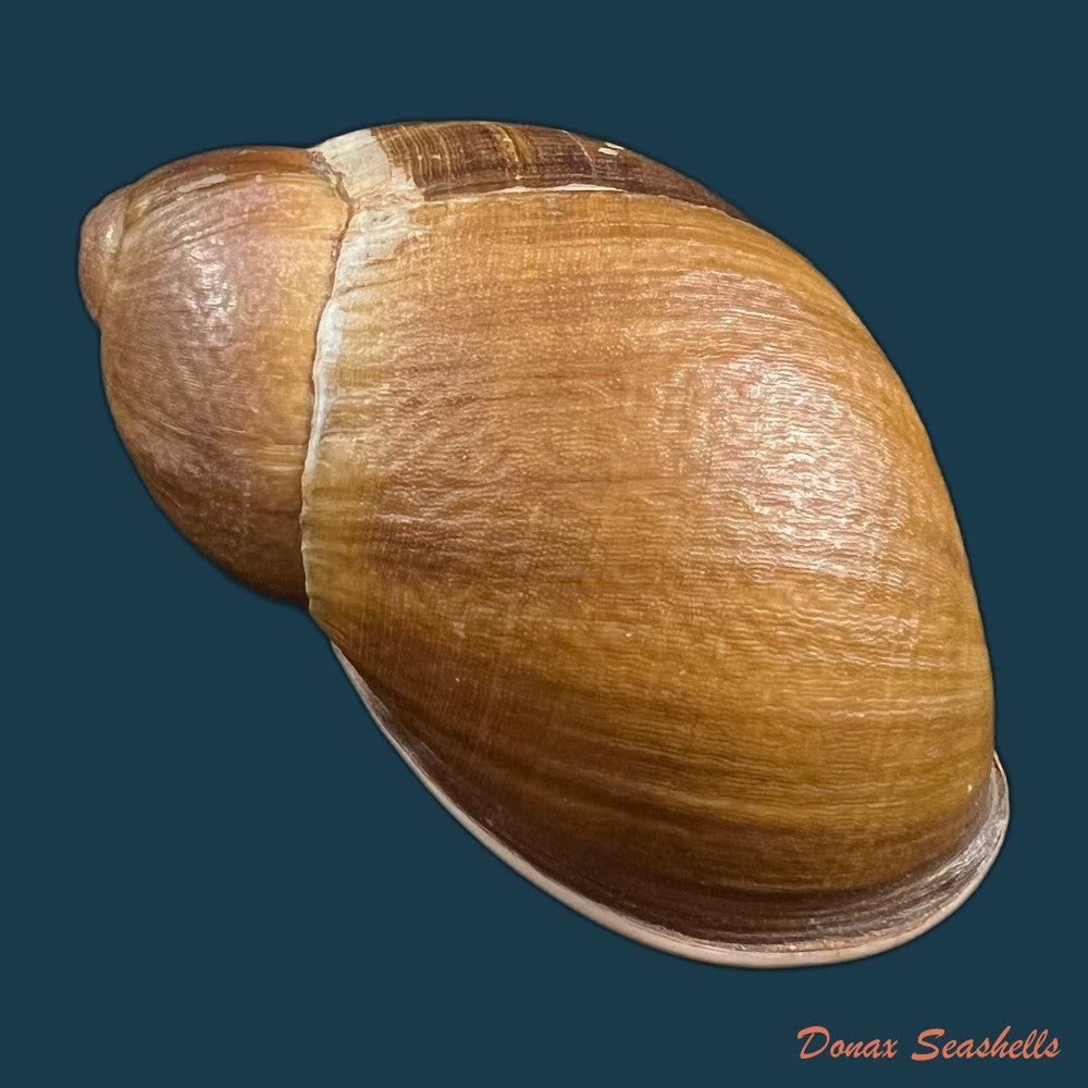 megalobulimus-parafragilior-leme-indrusiak-1990-81-2mm-copia