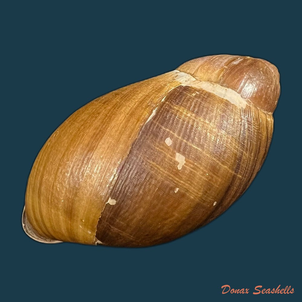 megalobulimus-parafragilior-leme-indrusiak-1990-81-2mm-copia