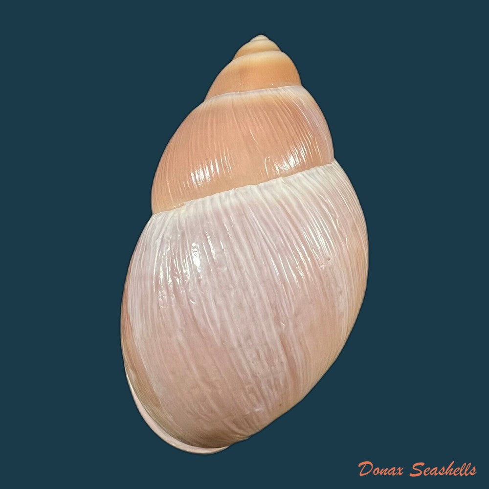 megalobulimus-paranaguensis-pilsbry-ihering-1900-135-5mm-copia