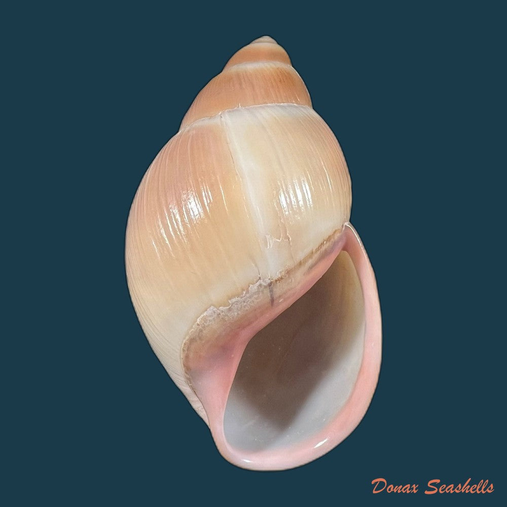 megalobulimus-paranaguensis-pilsbry-ihering-1900-135-5mm-copia
